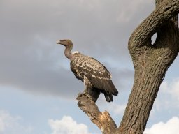 Western_Corridor2009-37